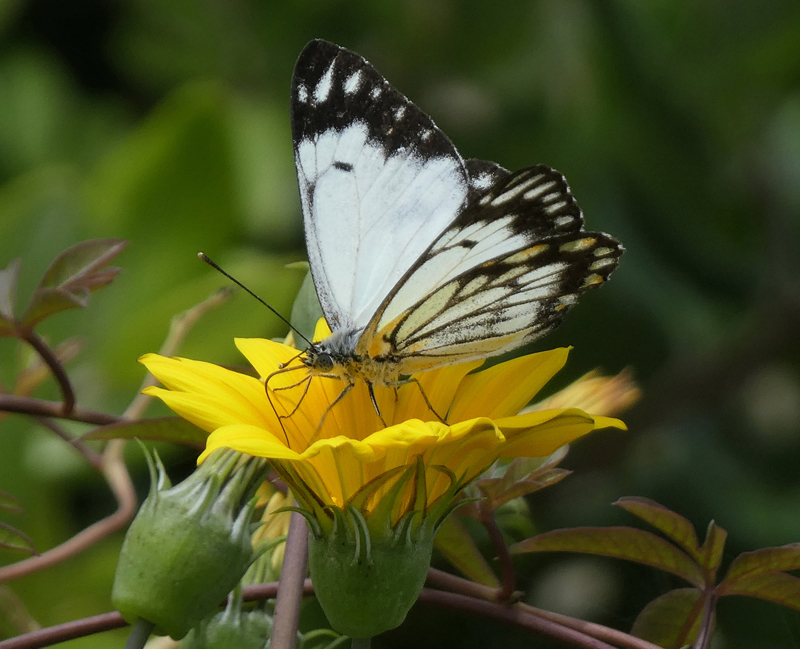 Butterfly pollinating on a yellow flower