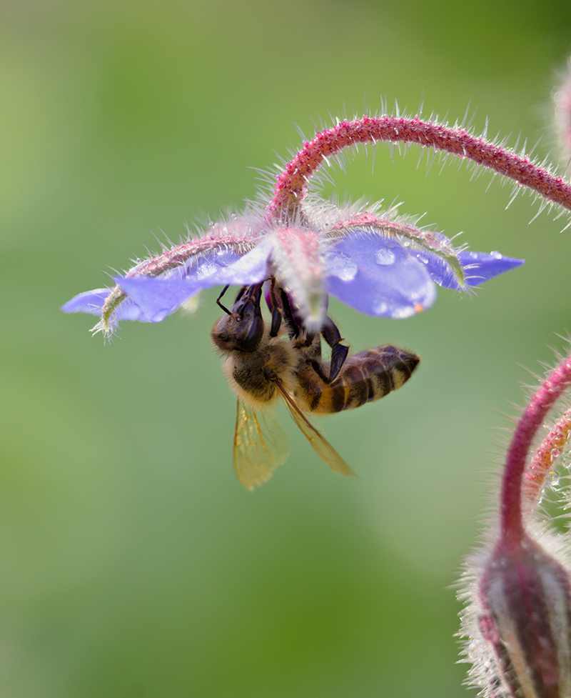 Bee Pollinating a wet flower